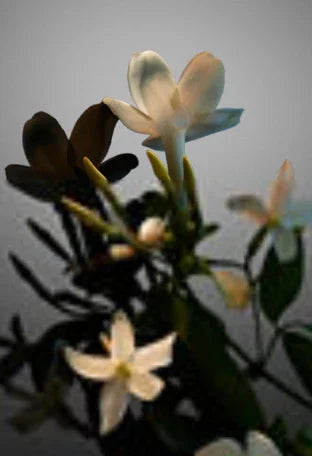 Paco Rabanne – Fame Parfum – EDP