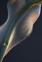 Paco Rabanne – Lady Million – EDP