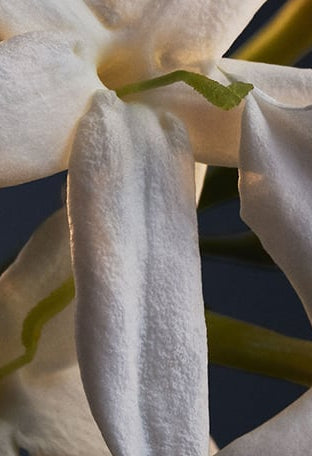 Paco Rabanne – Lady Million – EDP