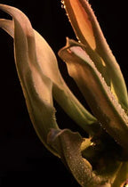 Paco Rabanne - Lady Million Fabulous - EDP