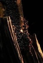 Paco Rabanne - Lady Million Fabulous - EDP