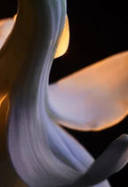 Paco Rabanne - Lady Million Fabulous - EDP