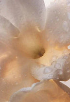 Paco Rabanne - Olympea - EDP