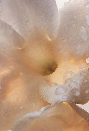 Paco Rabanne - Olympea - EDP