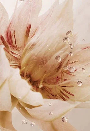 Paco Rabanne - Olympea - EDP