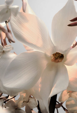 Paco Rabanne - Fame - EDP