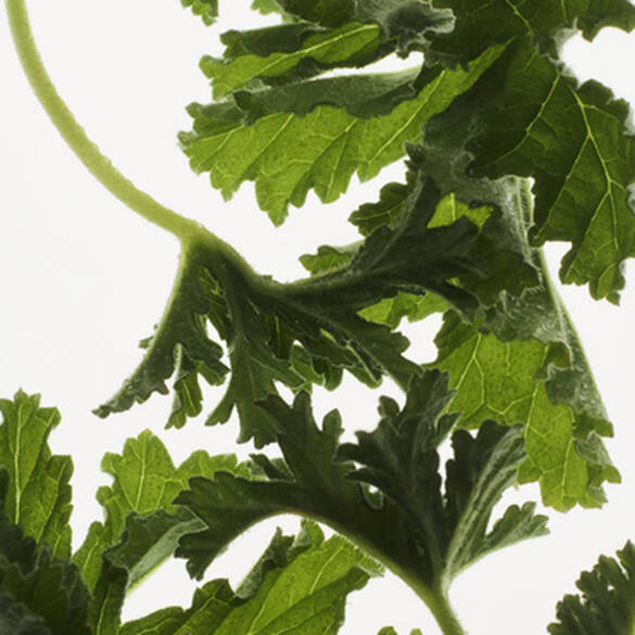 Prada– L'Homme L'Eau  - EDT