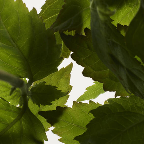 Prada– L'Homme L'Eau  - EDT