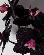 Tom Ford - Black Orchid - EDP