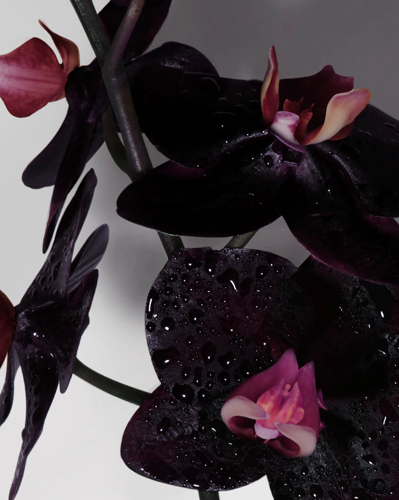 Tom Ford - Black Orchid - EDP