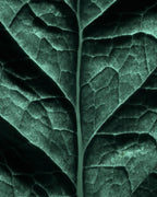 Tom Ford - Black Orchid - EDP