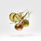 Xerjoff - Cruz Del Sur II - EDP