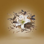 Xerjoff - Malaysia - EDP