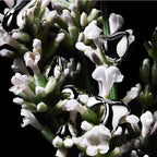 Yves Saint Laurent - Libre L'Absolu Platine -EDP