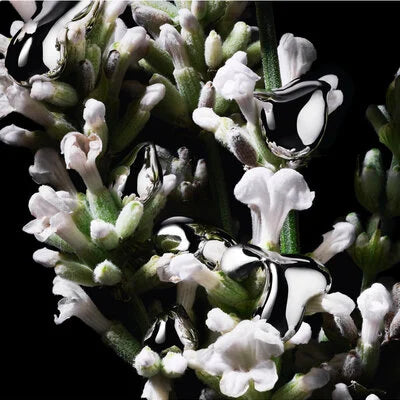 Yves Saint Laurent - Libre L'Absolu Platine -EDP