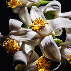 Yves Saint Laurent - Libre Le Parfum - EDP