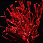 Yves Saint Laurent - Libre Le Parfum - EDP