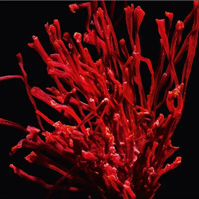 Yves Saint Laurent - Libre Le Parfum - EDP