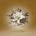 Xerjoff - Malesia - EDP